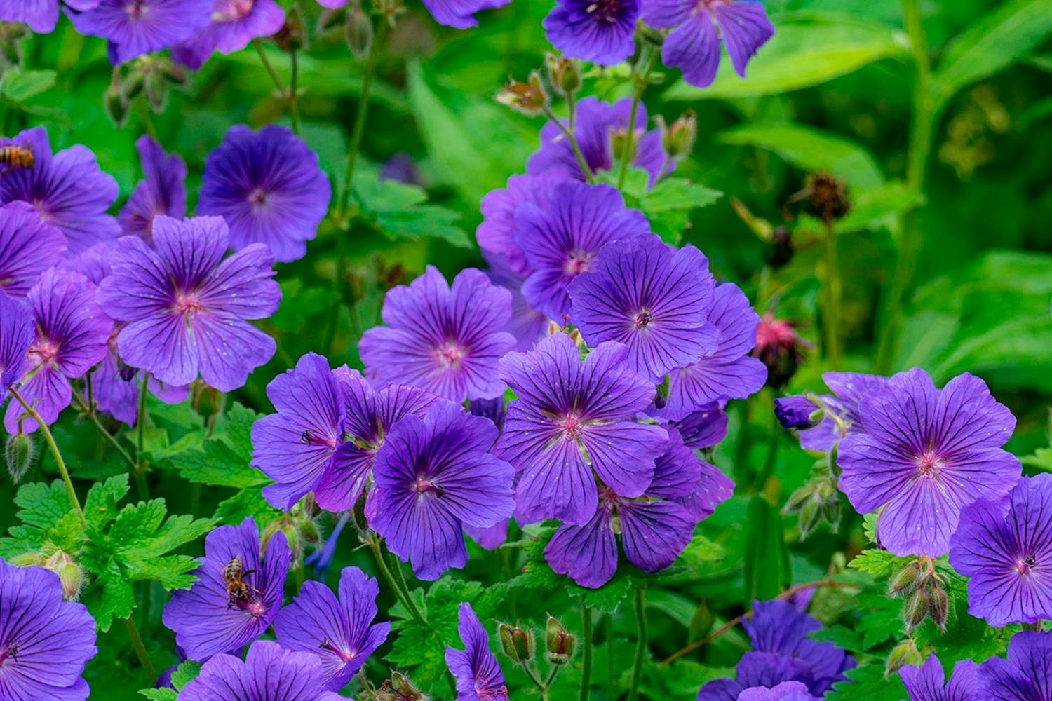 Bunndekker mot skvallerkål Bunndekker skvallerkål
